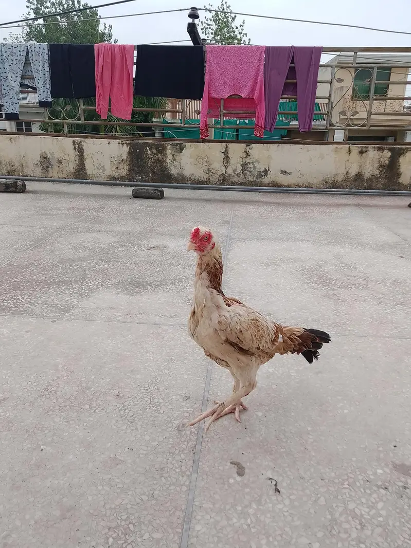 asseal hen and pattha for sale — photo 4