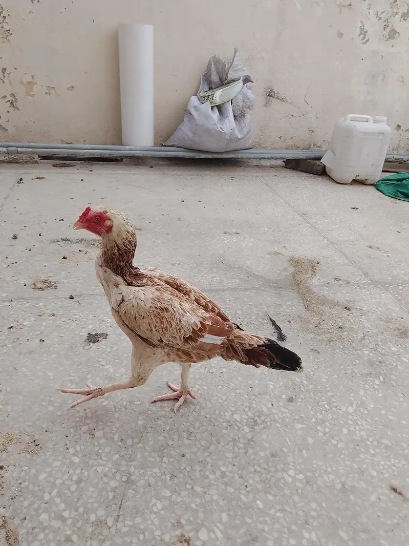 asseal hen and pattha for sale — photo 5