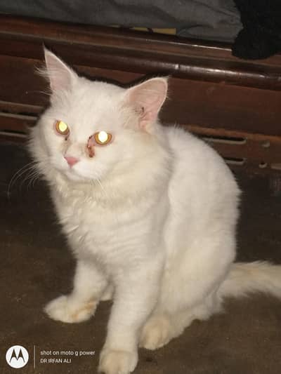 pure persian doll face 3coat butt trimmed