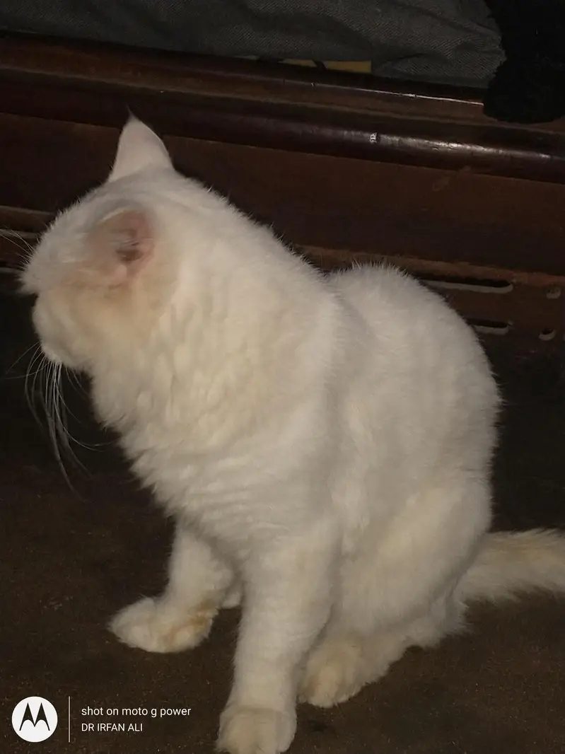 pure persian doll face 3coat butt trimmed — photo 2