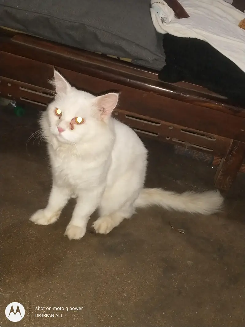 pure persian doll face 3coat butt trimmed — photo 3