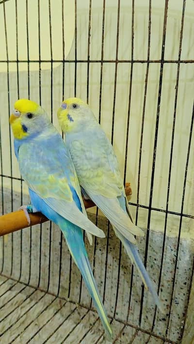 QUALITY RAINBOW BUDGIES PAIR AVAILABLE