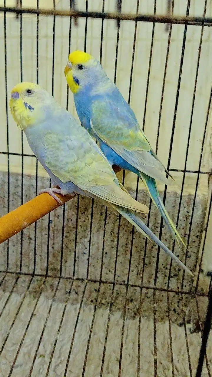 QUALITY RAINBOW BUDGIES PAIR AVAILABLE — photo 2