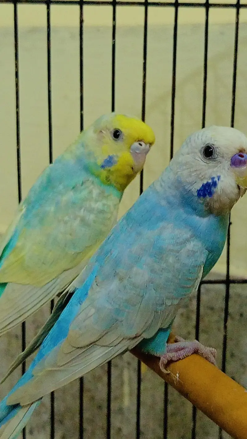 QUALITY RAINBOW BUDGIES PAIR AVAILABLE — photo 3