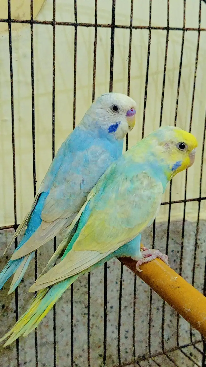 QUALITY RAINBOW BUDGIES PAIR AVAILABLE — photo 4