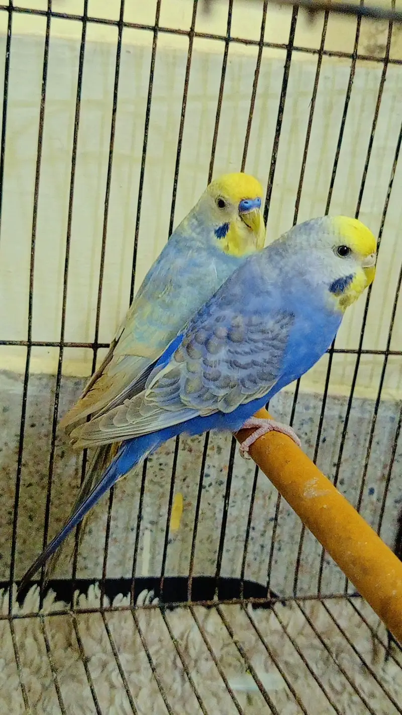 QUALITY RAINBOW BUDGIES PAIR AVAILABLE — photo 5