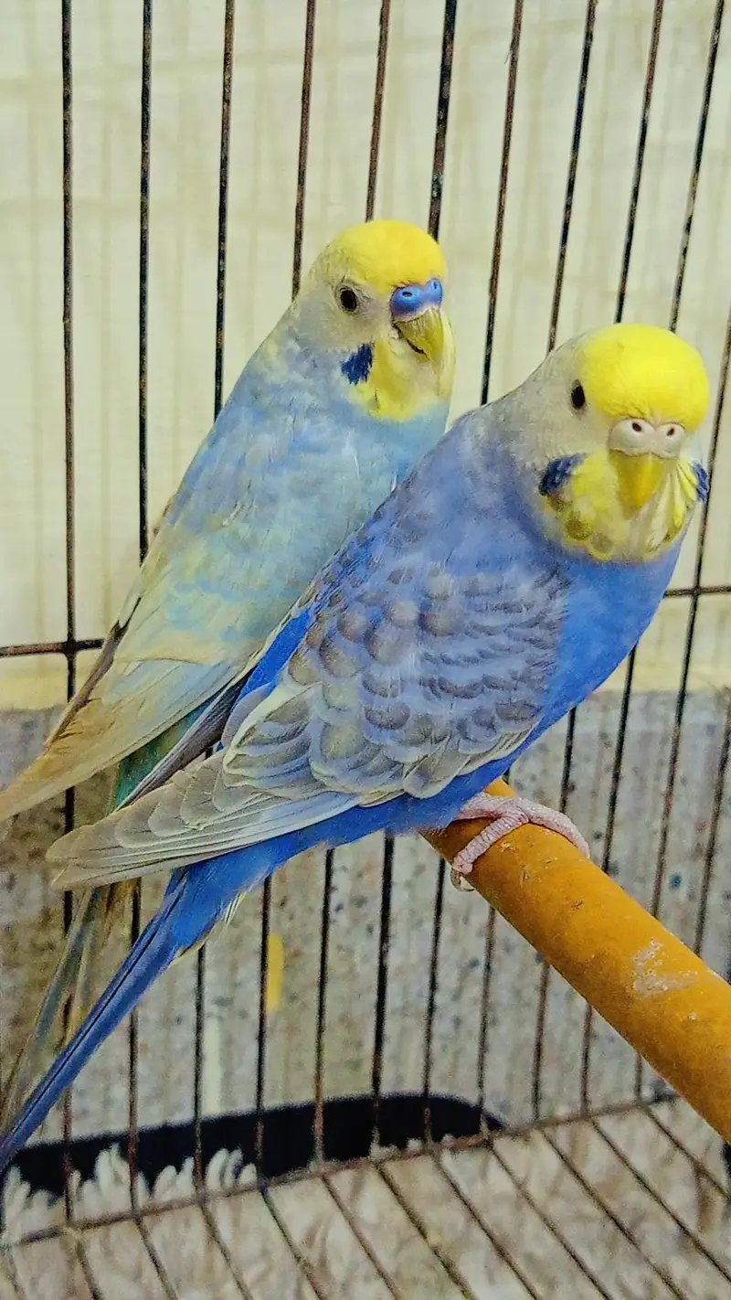 QUALITY RAINBOW BUDGIES PAIR AVAILABLE — photo 6
