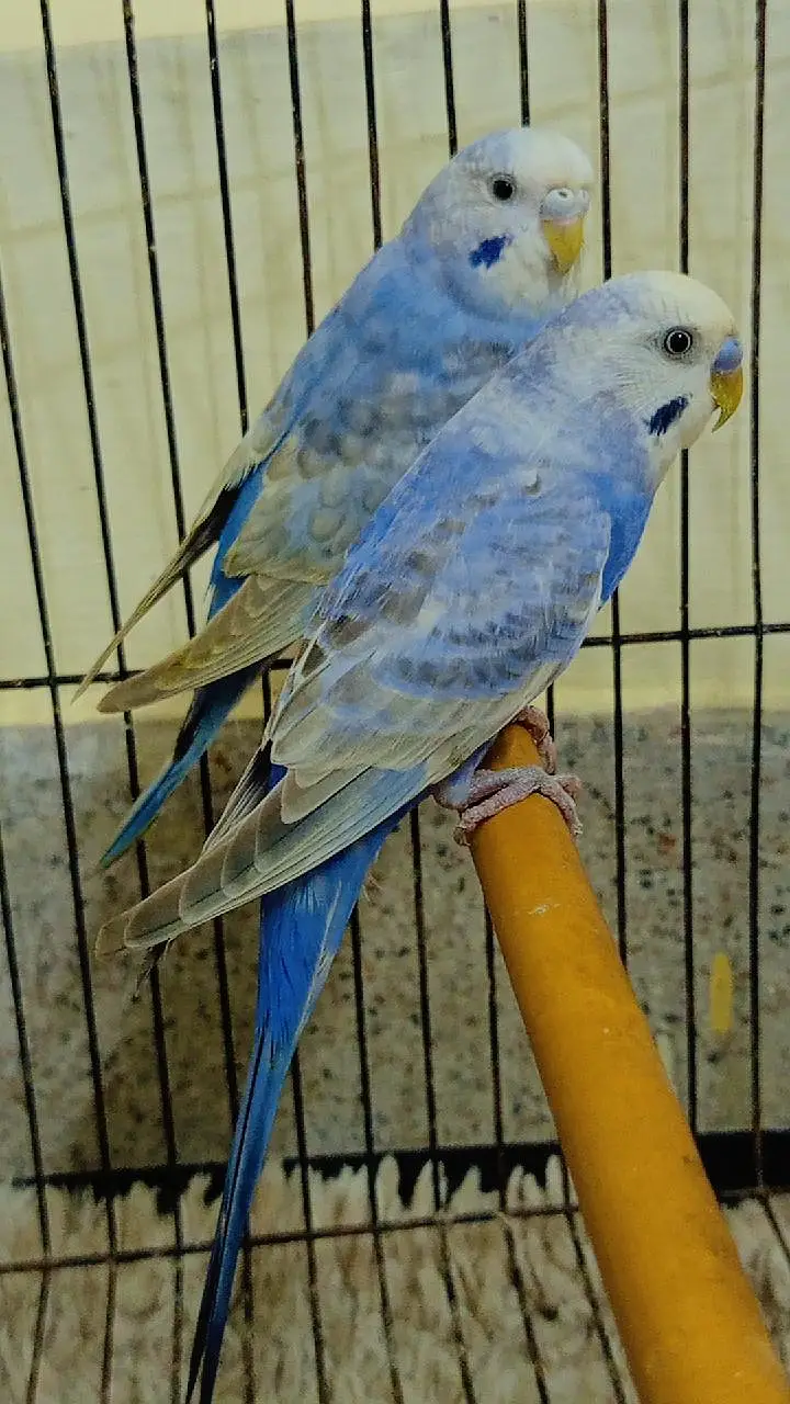 QUALITY RAINBOW BUDGIES PAIR AVAILABLE — photo 7