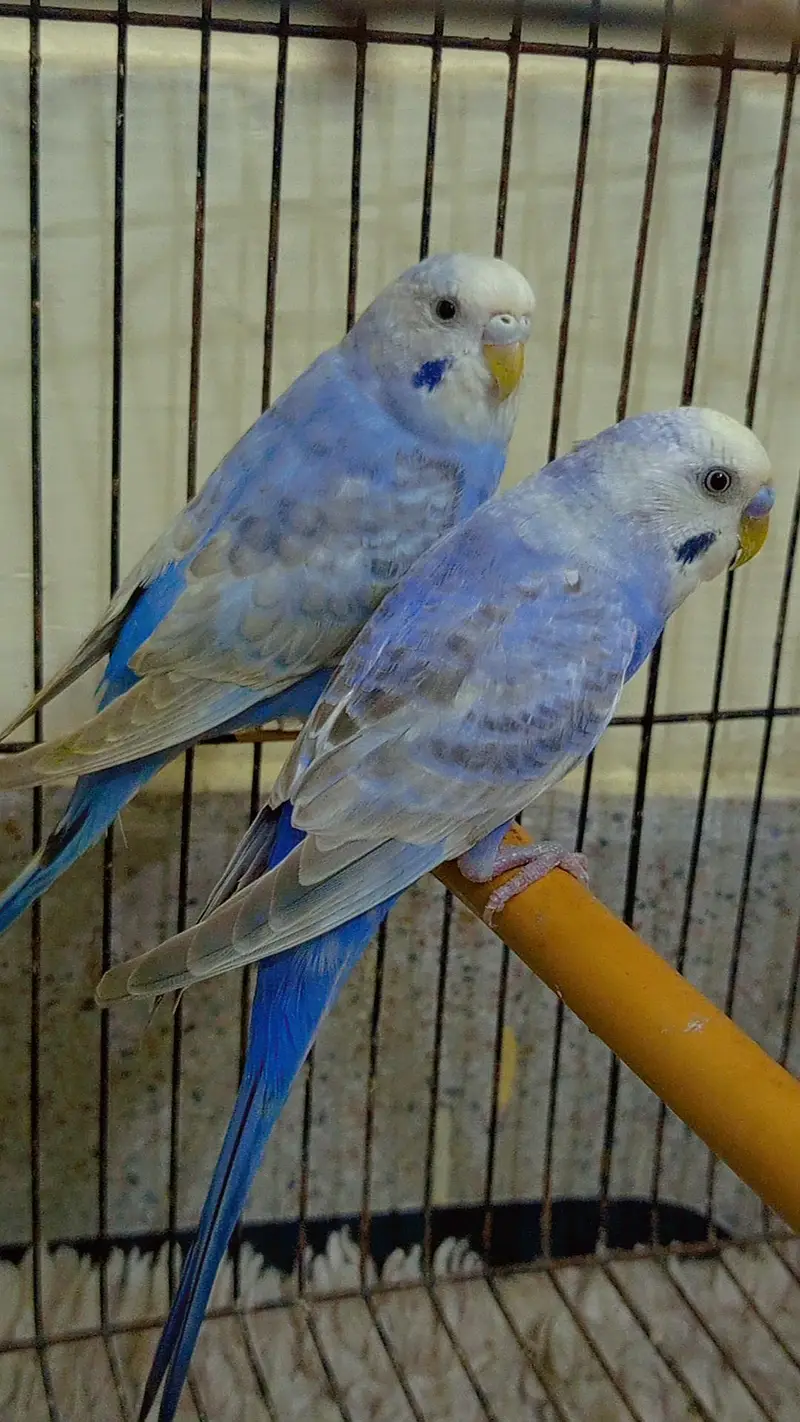 QUALITY RAINBOW BUDGIES PAIR AVAILABLE — photo 8
