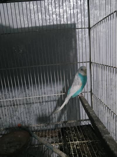BUDGIES WORKING PAIR