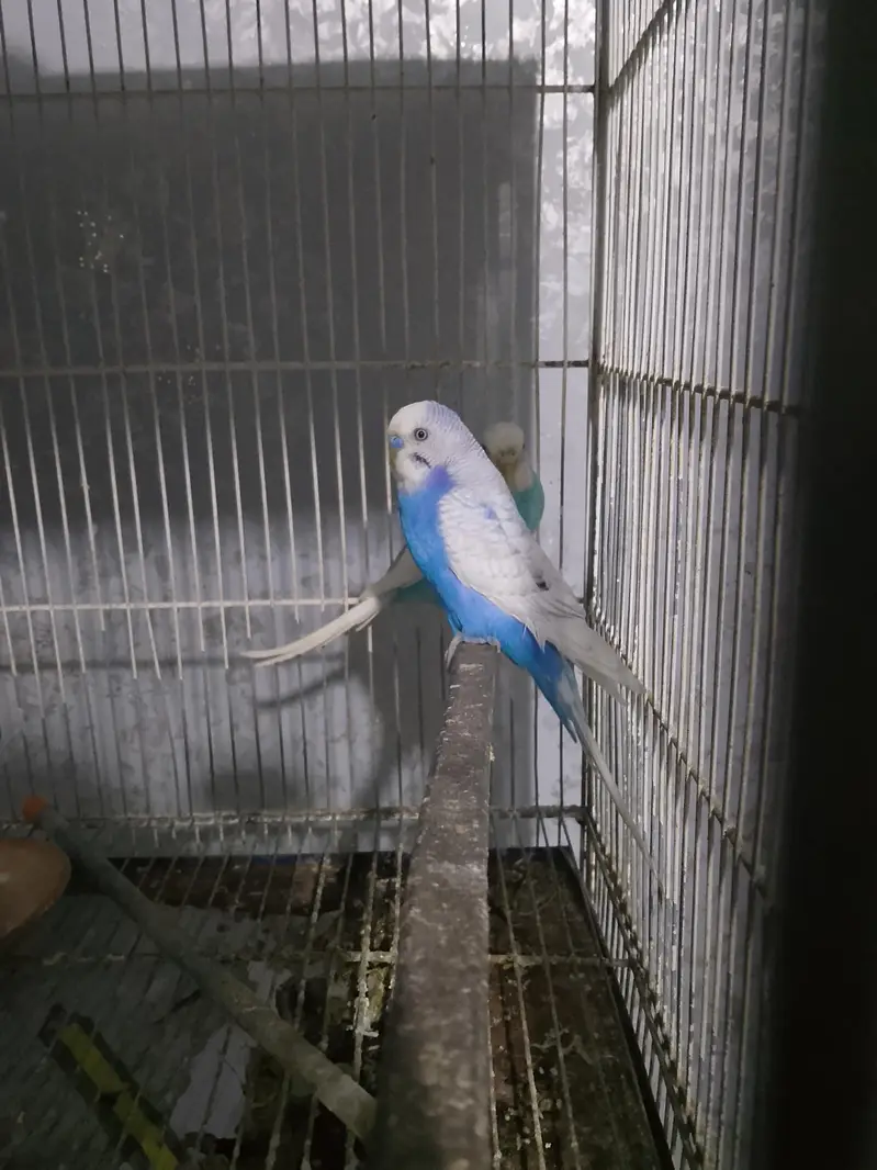 BUDGIES WORKING PAIR — photo 2