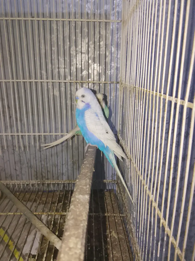 BUDGIES WORKING PAIR — photo 3
