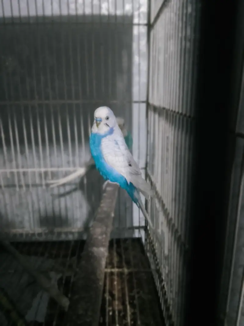 BUDGIES WORKING PAIR — photo 4