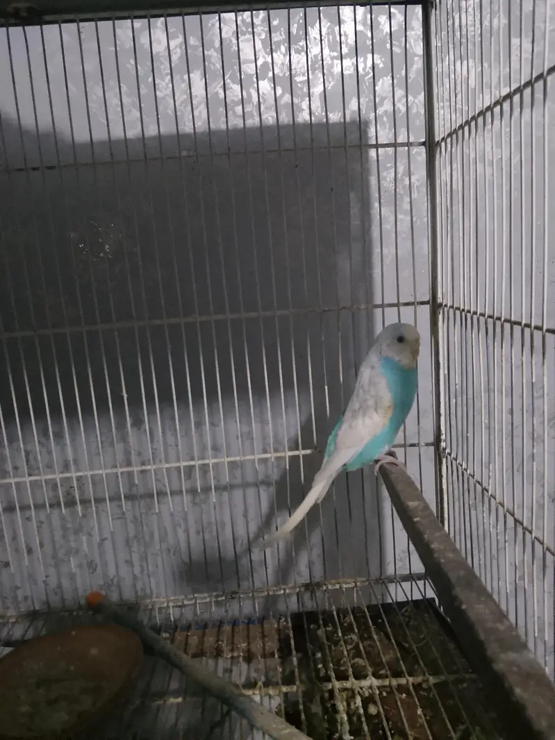 BUDGIES WORKING PAIR — photo 5