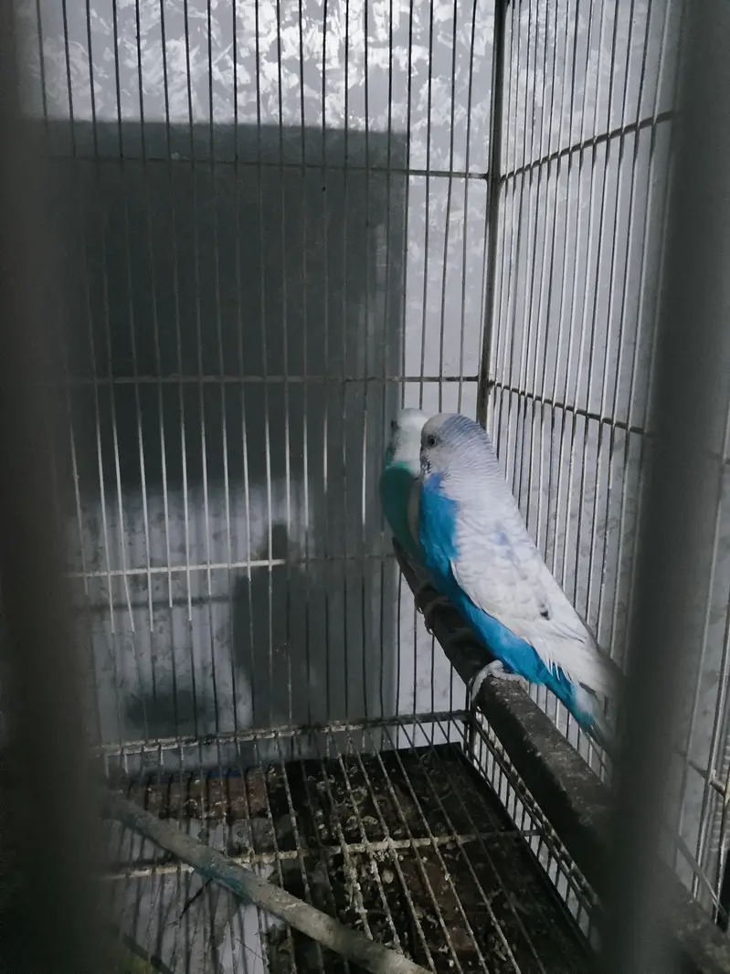 BUDGIES WORKING PAIR — photo 6