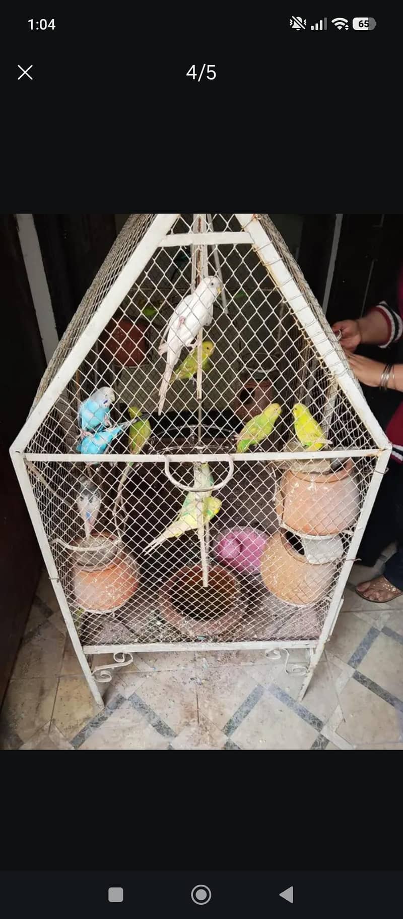 Budgerigar 0