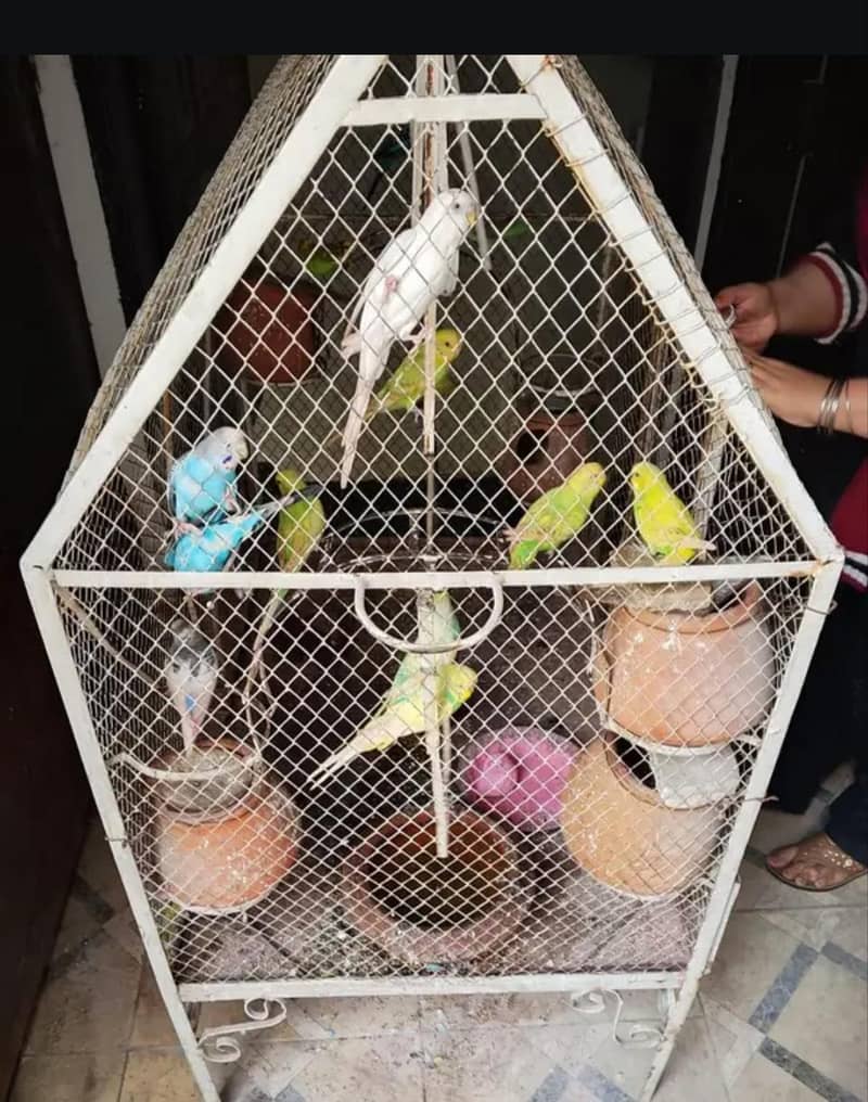 Budgerigar 1
