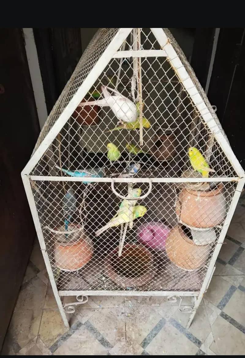 Budgerigar 2