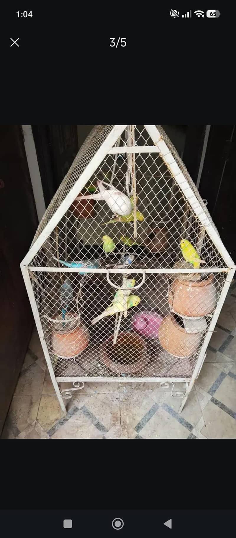 Budgerigar 3