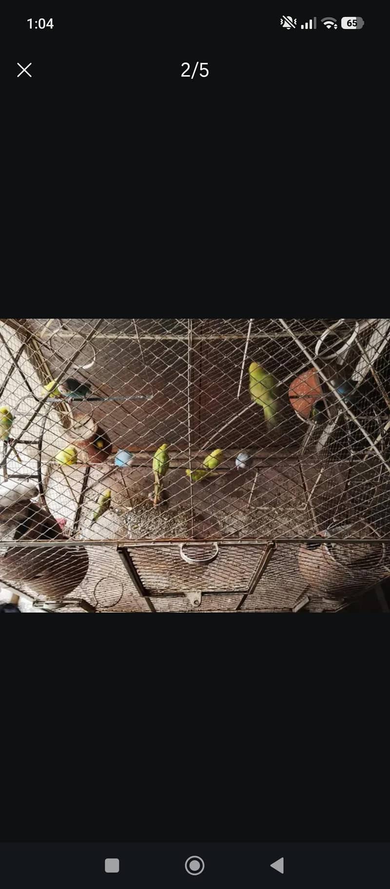 Budgerigar 4