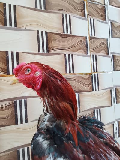 Aseel Murga for sale