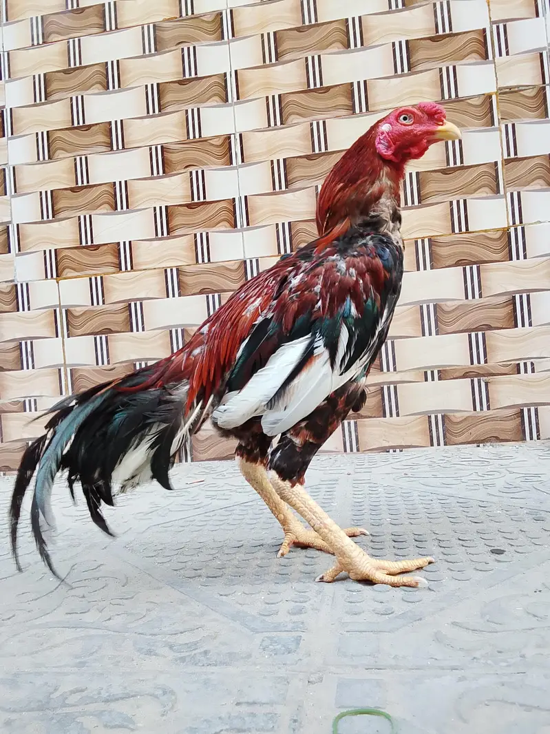 Aseel Murga for sale — photo 2