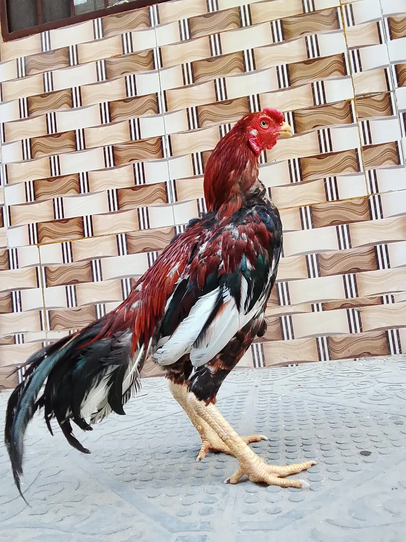 Aseel Murga for sale — photo 3