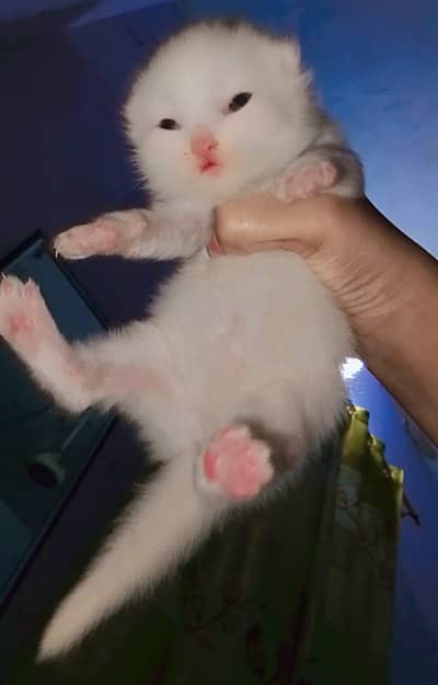 2 month kittens contact for buy 03123129488