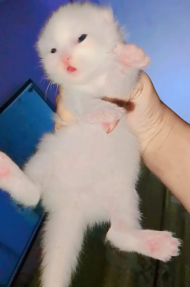 2 month kittens contact for buy 03123129488 — photo 2