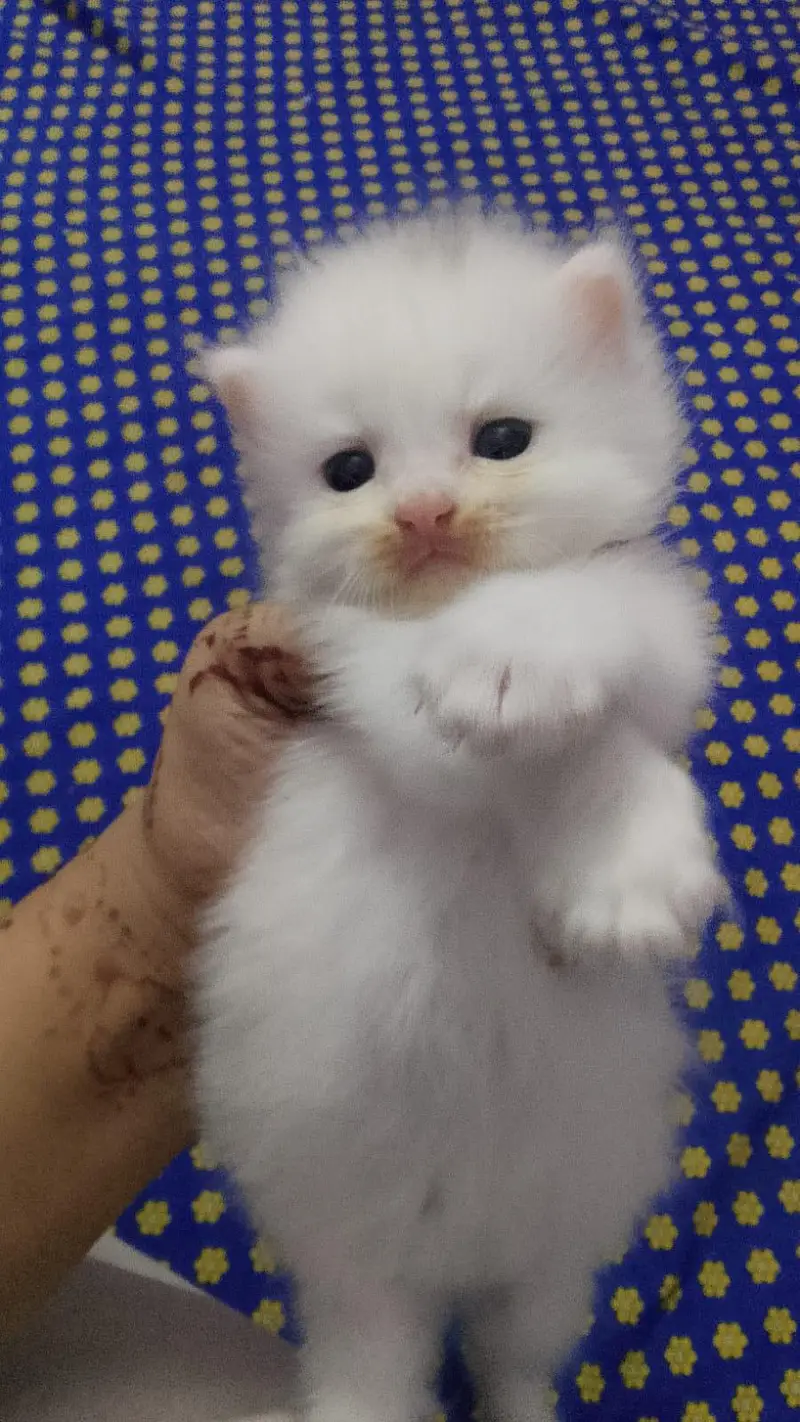 2 month kittens contact for buy 03123129488 — photo 3