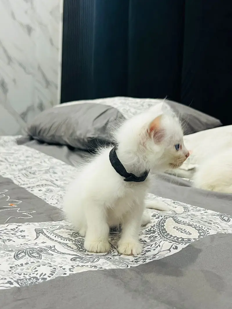 Persian female kitten blue eyes self feed active and play full — photo 3