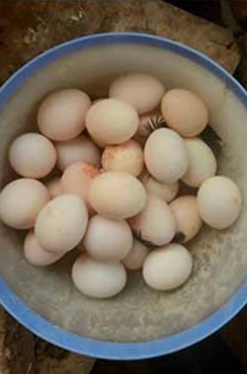 Desi egg  0