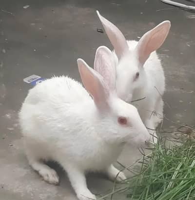 rabbit male and female pair for sale