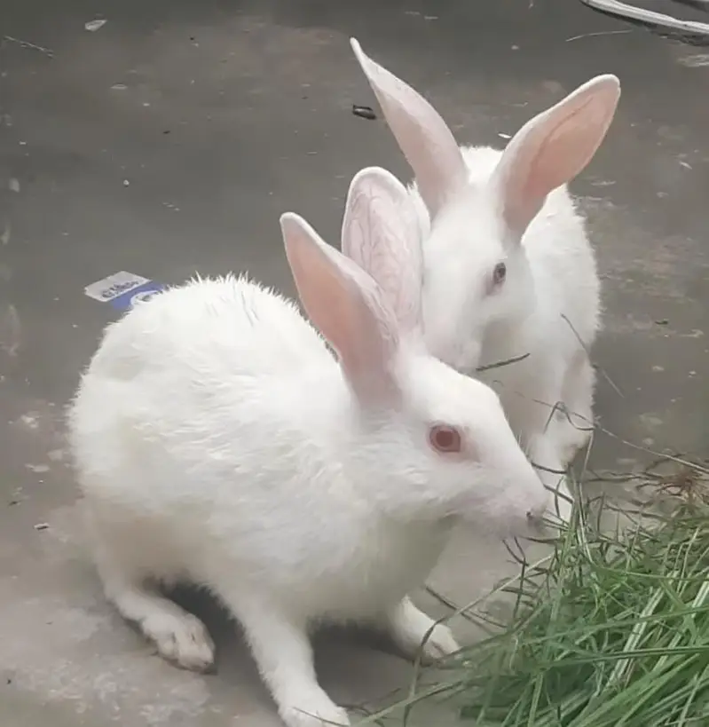 rabbit male and female pair for sale