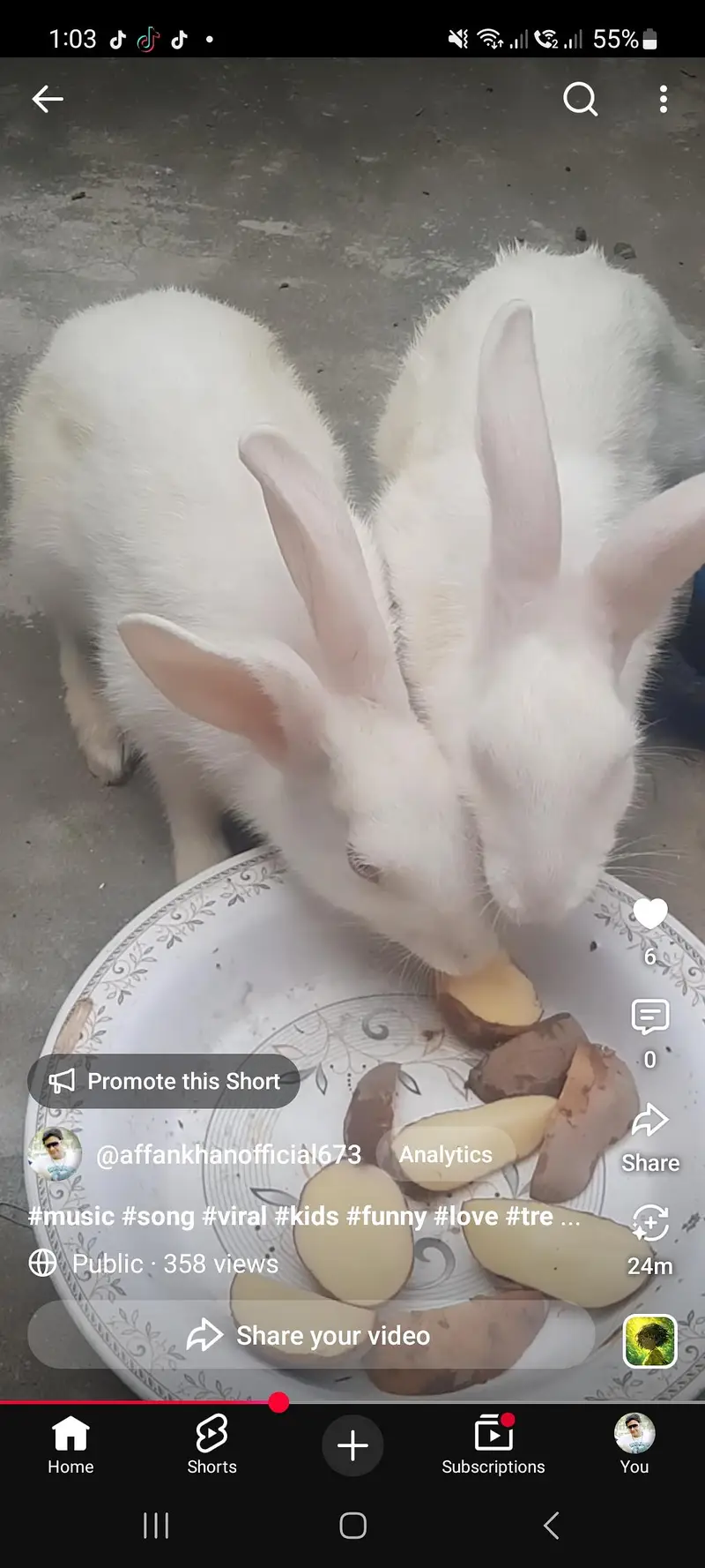 rabbit male and female pair for sale — photo 2