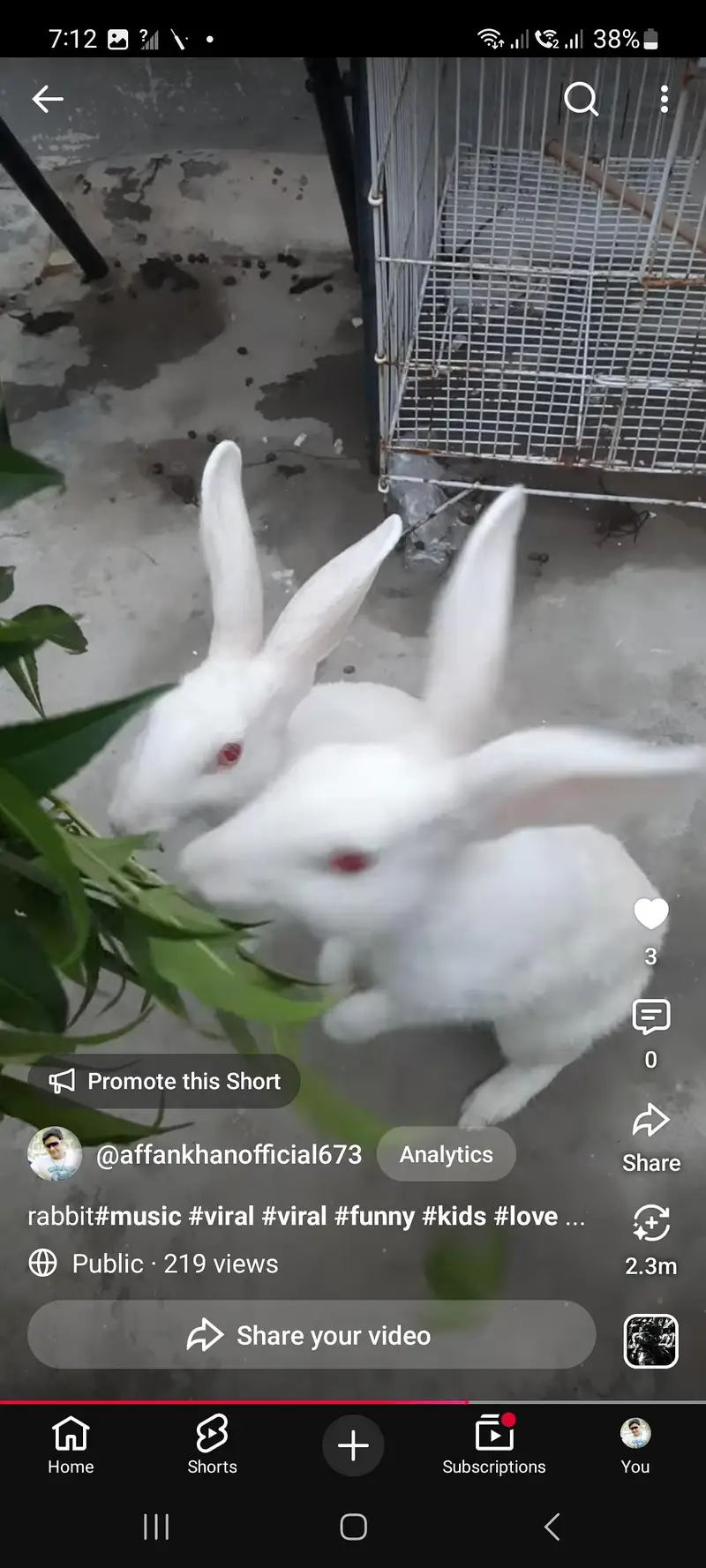 rabbit male and female pair for sale — photo 3