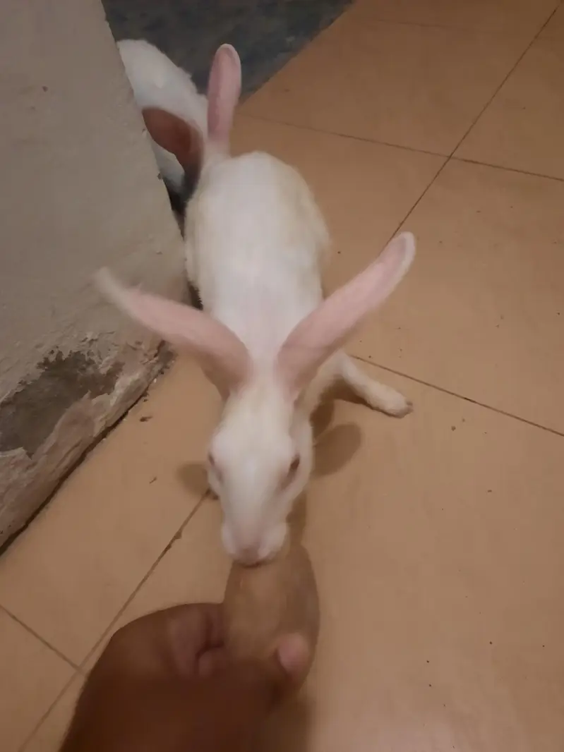 rabbit male and female pair for sale — photo 4