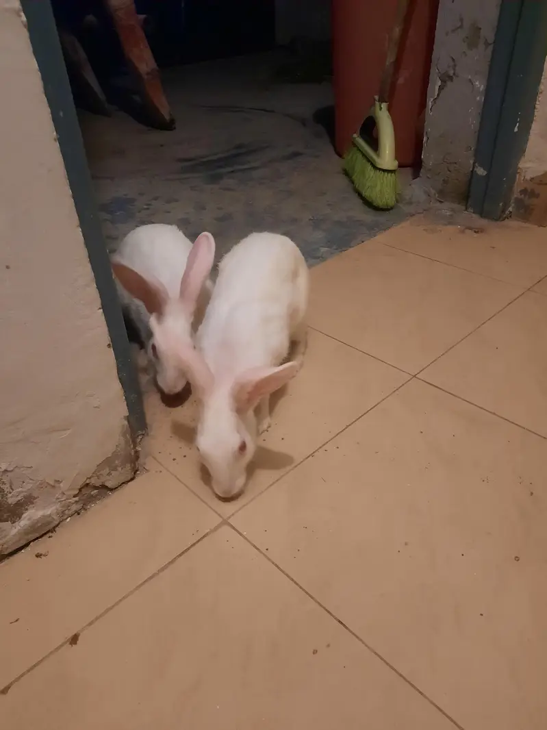rabbit male and female pair for sale — photo 5