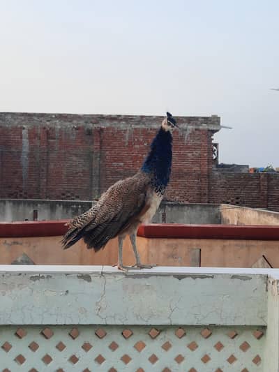 Peacock Pair For Sale ( Healthy and Beautiful )