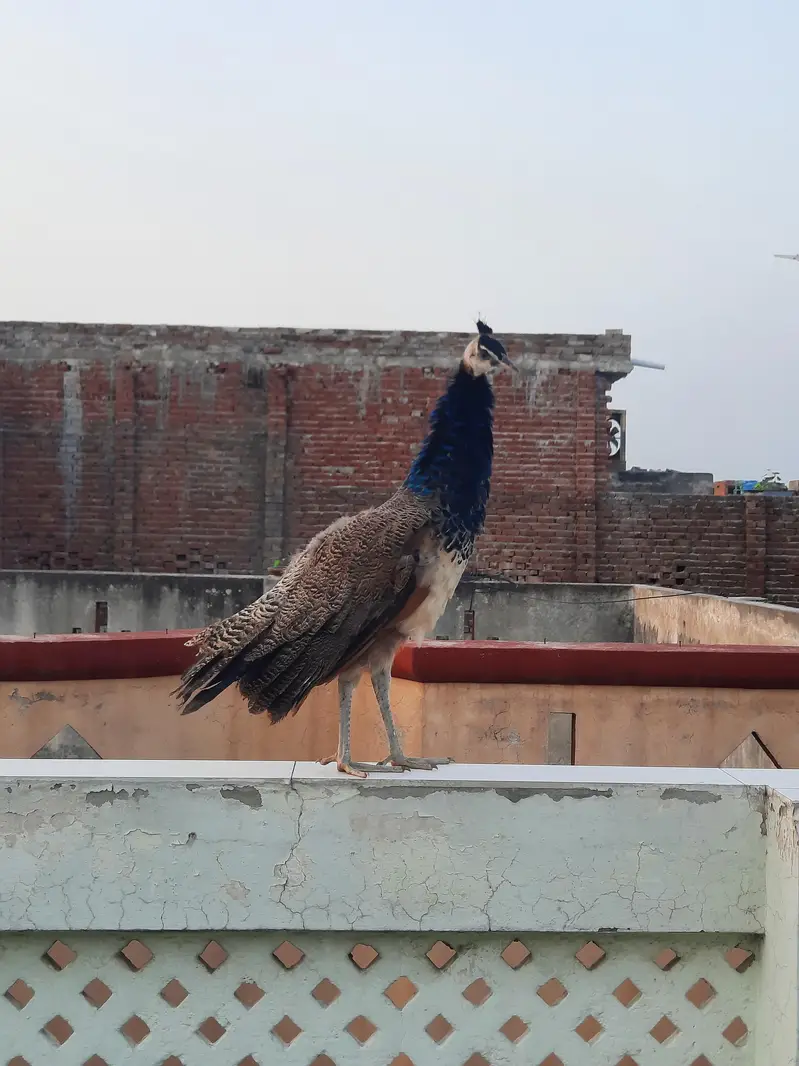 Peacock Pair For Sale ( Healthy and Beautiful )