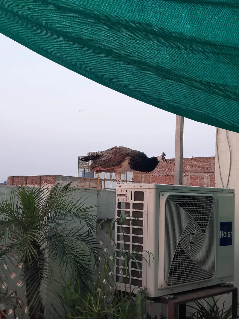 Peacock Pair For Sale ( Healthy and Beautiful ) — photo 2
