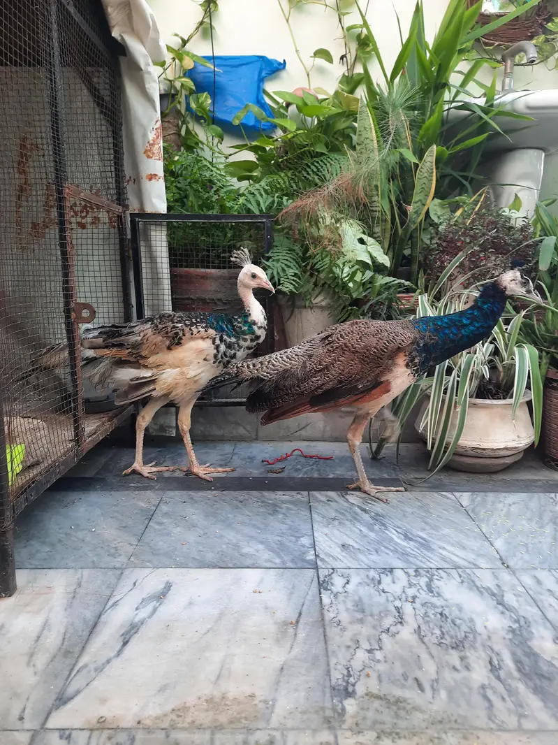 Peacock Pair For Sale ( Healthy and Beautiful ) — photo 3