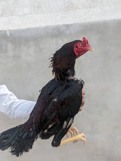 Aseel Mianwali contact no 0327622794