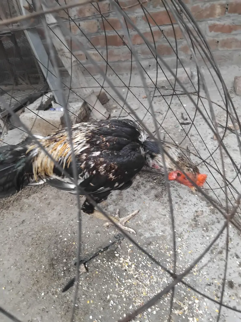 Aseel Mianwali contact no 0327622794 — photo 2