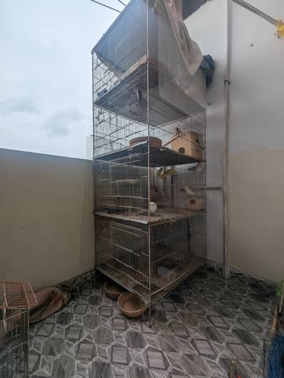 Sealing may Parrot with Cage