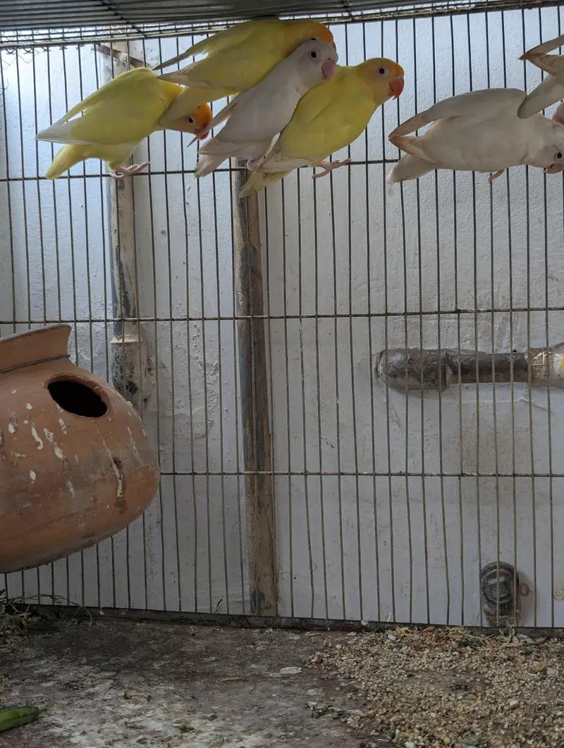 Sealing may Parrot with Cage — photo 2