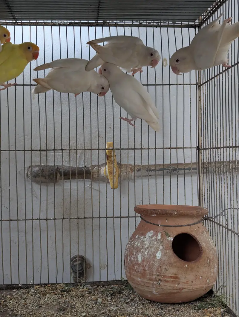 Sealing may Parrot with Cage — photo 3