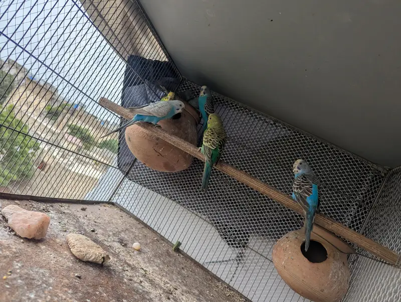 Sealing may Parrot with Cage — photo 4