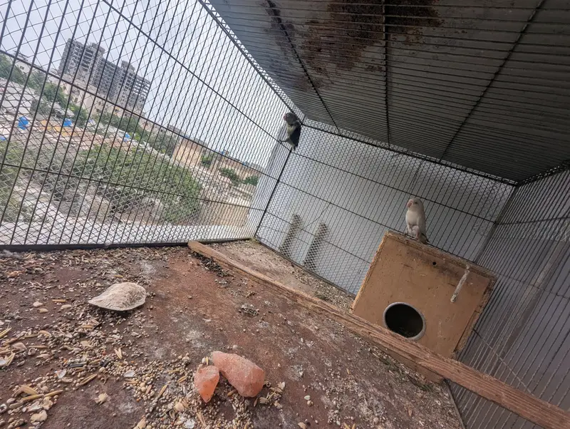 Sealing may Parrot with Cage — photo 5