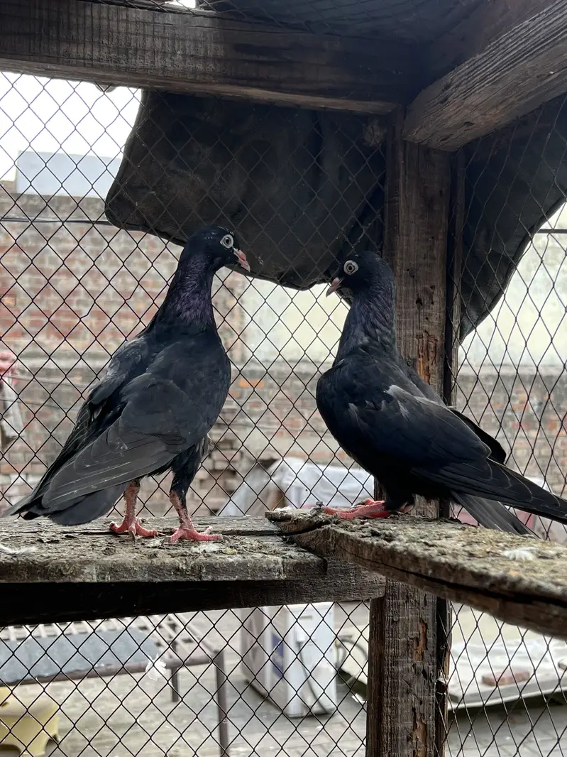 Teddy , Chuway , zaak — photo 9